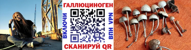 Псилоцибиновые грибы Cubensis  Тулун 